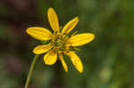 Kidneyleaf rosinweed